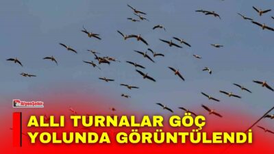 Kış mevsiminin yaklaşmasıyla birlikte sıcak bölgelere doğru göçe başlayan allı
