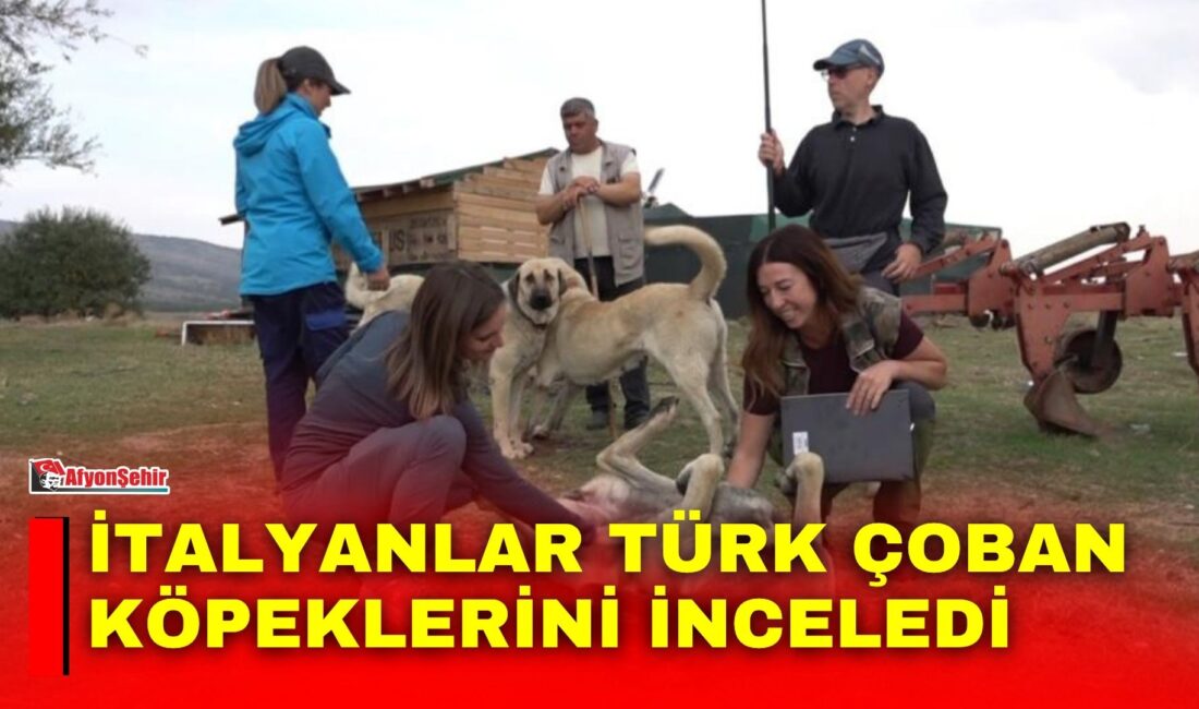 İtalya'dan Türkiye'ye gelen 10 kişilik uzman köpek eğitmeni ekibi, Türk