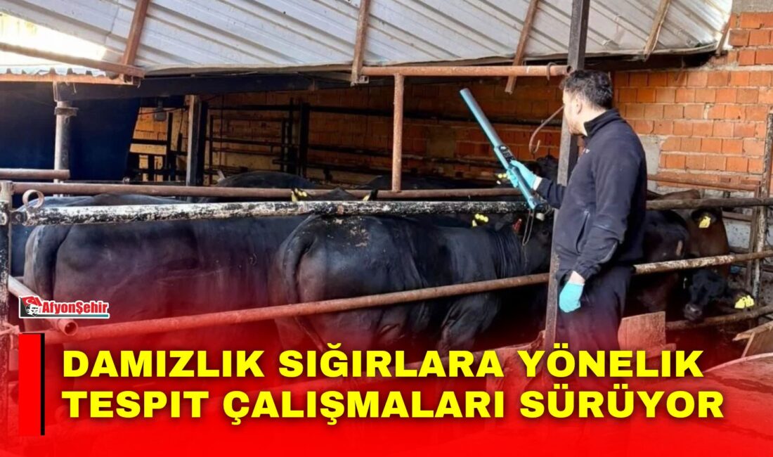 Afyonkarahisar’ın Sinanpaşa ilçesinde ithal damızlık sığırlara yönelik tespit ve sağlık