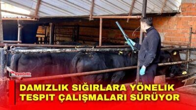 Afyonkarahisar’ın Sinanpaşa ilçesinde ithal damızlık sığırlara yönelik tespit ve sağlık