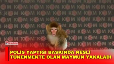 Afyonkarahisar’da bir eve yapılan baskında nesli tükenmekte olan Rhesus Makak