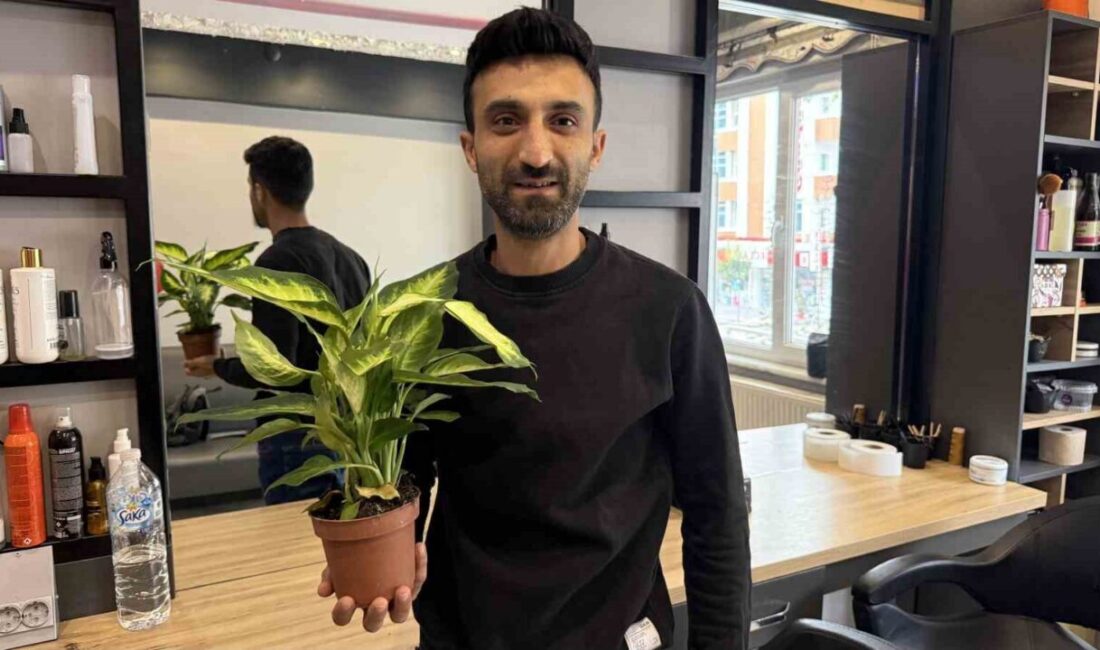 Tokat’ta, halk arasında ’ağlayan çiçek’ olarak bilinen difenbahya bitkisini yiyen