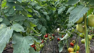 Dalaman İlçe Tarım ve Orman Müdürlüğü ekipleri tarafından, Örtüaltı Sebze