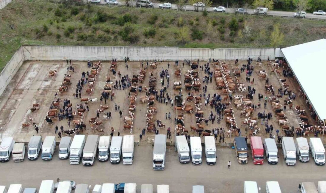 Kastamonu’da, şap hastalığı riski sebebiyle il genelindeki tüm hayvan pazarları