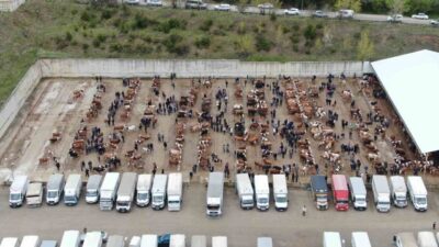 Kastamonu’da, şap hastalığı riski sebebiyle il genelindeki tüm hayvan pazarları
