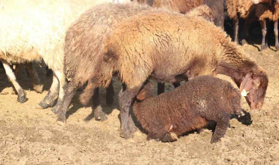 Küçükbaş hayvan yetiştiriciliğinin yaygın olduğu bölgelerde koyun ve keçilerde görülebilen