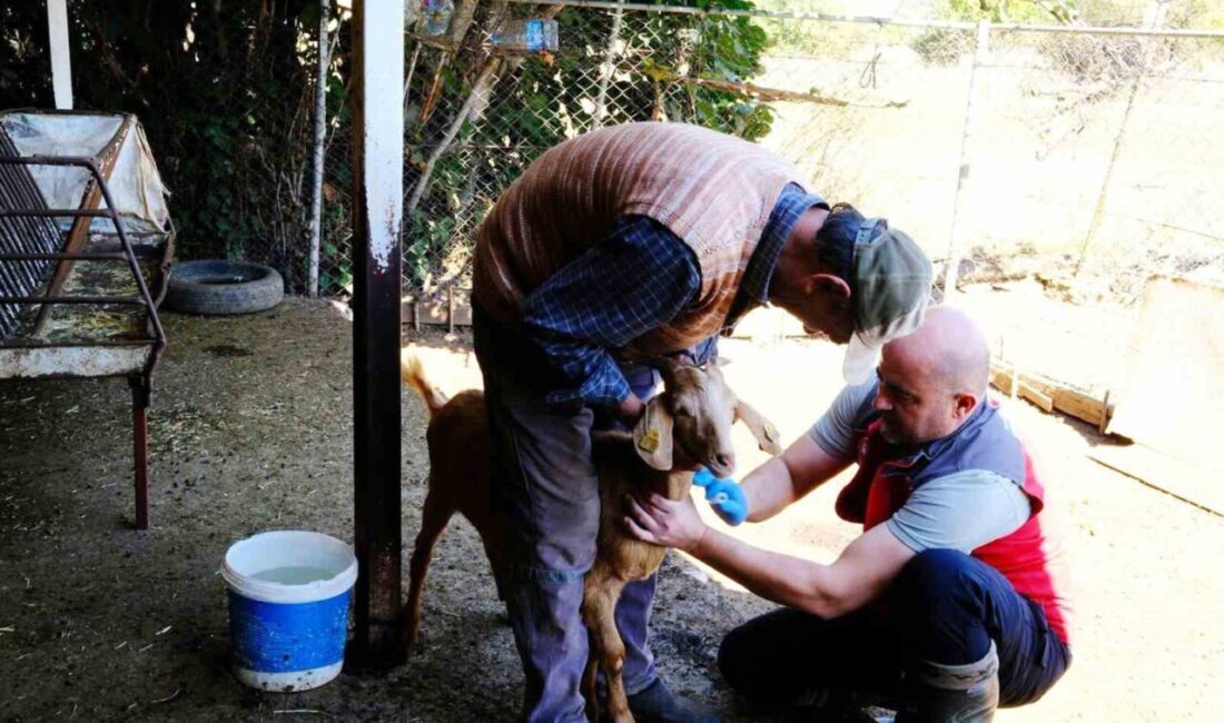 Muğla’da hayvan hastalıklarıyla mücadele kapsamında küçükbaş hayvanlardan kan numuneleri alındı.