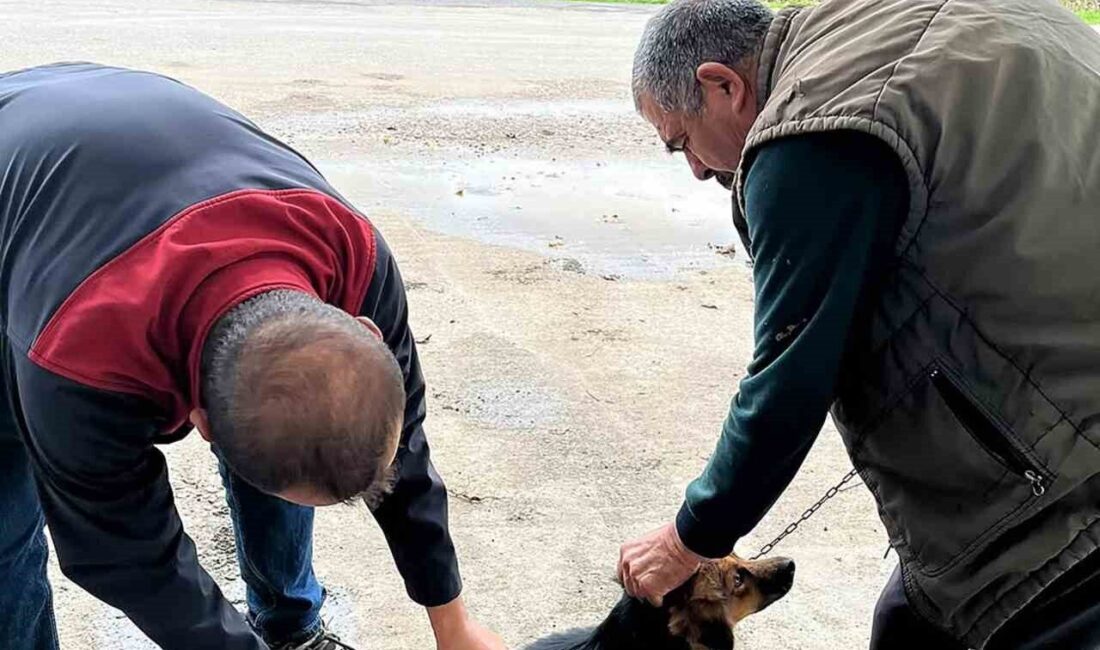 Muğla’nın Ortaca ilçesinde, 2026 yılı kuduz aşılama kampanyası kapsamında kedi