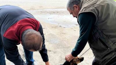 Muğla’nın Ortaca ilçesinde, 2026 yılı kuduz aşılama kampanyası kapsamında kedi