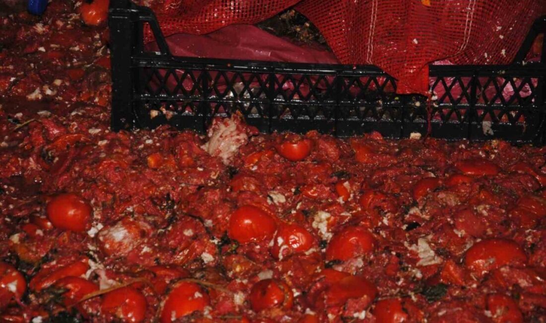 Şanlıurfa’da zabıta ekipleri tarafından yapılan denetimlerinde yüzlerce kilogram çürümüş domates,