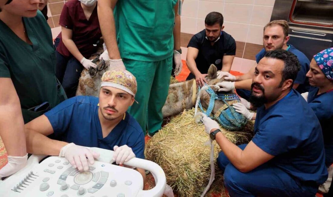 Burdur’da, Türkiye’de bir devenin retina rahatsızlığına yönelik ilk kök hücre