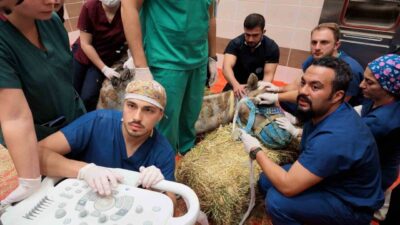 Burdur’da, Türkiye’de bir devenin retina rahatsızlığına yönelik ilk kök hücre